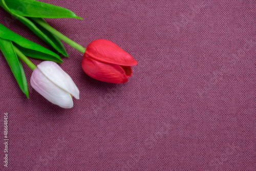Tulips flower on violet background, white and red tulips, Valentine's day background used for desktop wallpaper or website design.
