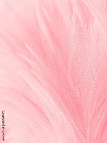 Beautiful abstract light pink feathers on white background, white feather frame on pink texture pattern, pink background, love theme wallpaper and valentines day, white gradient