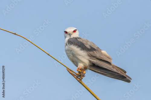 Black-winged Kite on branch, seen in India .