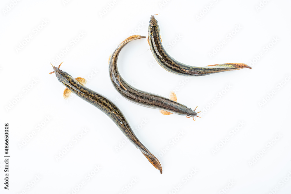 Fresh loach on white background