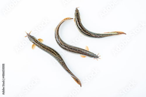 Fresh loach on white background