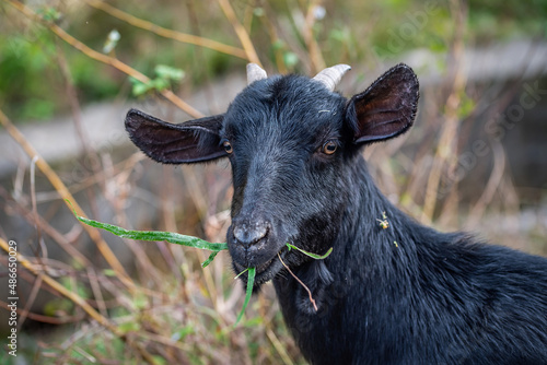A black goat eating grass