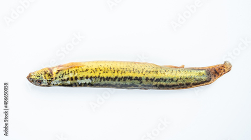 A fresh loach on a white background