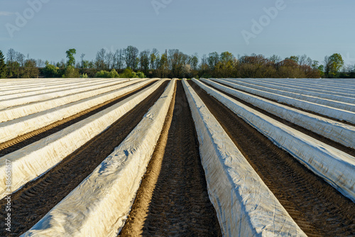 An Asparagus Field on a nearly cloudless spring day