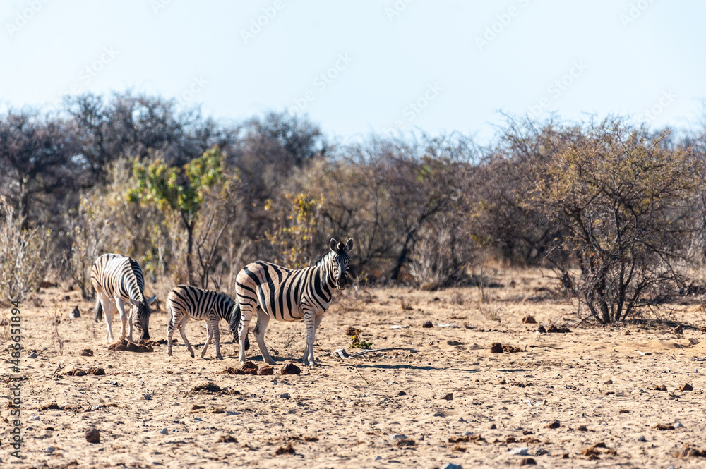 Two Burchell's Plains zebra -Equus quagga burchelli- walking on the plains of Etosha National Park, Namibia. Two Burchell's Plains zebra -Equus quagga burchelli- walking on the plains of Etosha National Park, Namibia.