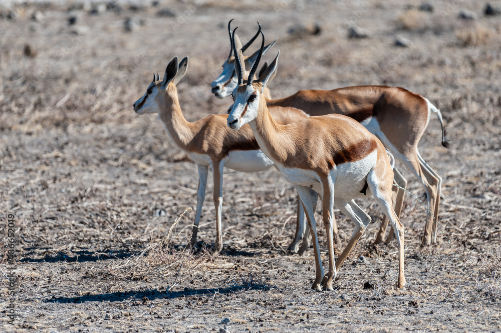 Closeup of a herd of Impalas - Aepyceros melampus- grazing on the plains of Etosha National Park, Namibia. Closeup of a herd of Impalas - Aepyceros melampus- grazing on the plains of Etosha National Park, Namibia.