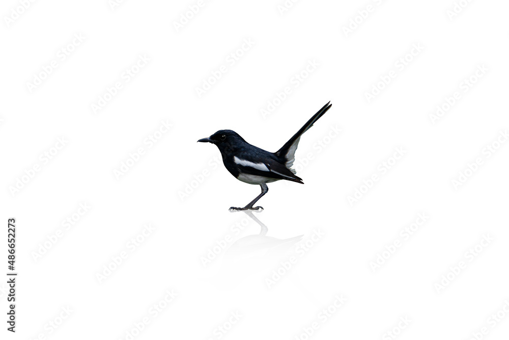 Beside view of bird Oriental magpie robin. Standing on isolated white background with shadow. And clipping path. Beside view of bird Oriental magpie robin. Standing on isolated white background with shadow. And clipping path.