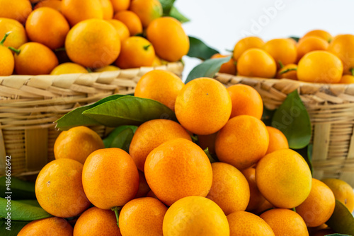 Autumn harvest of fresh fruit kumquats