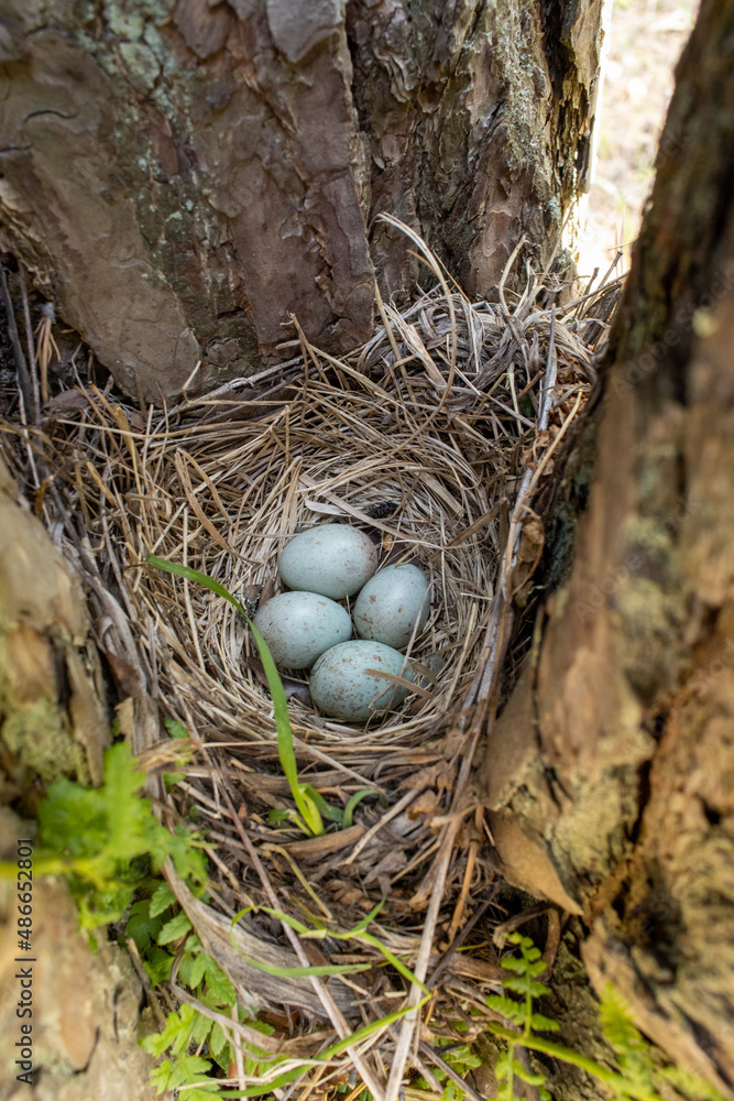 Turdus viscivorus. The nest of the Mistle Thrush in nature. Turdus viscivorus. The nest of the Mistle Thrush in nature.
