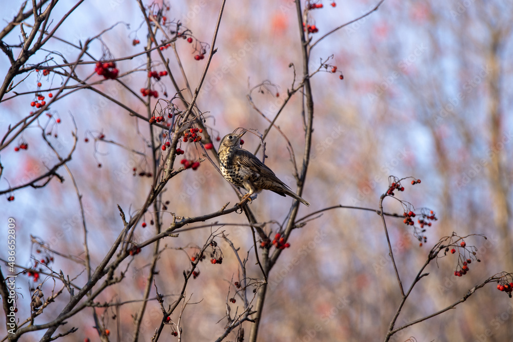 Mistle Thrush (Turdus viscivorus). Mistle Thrush (Turdus viscivorus).