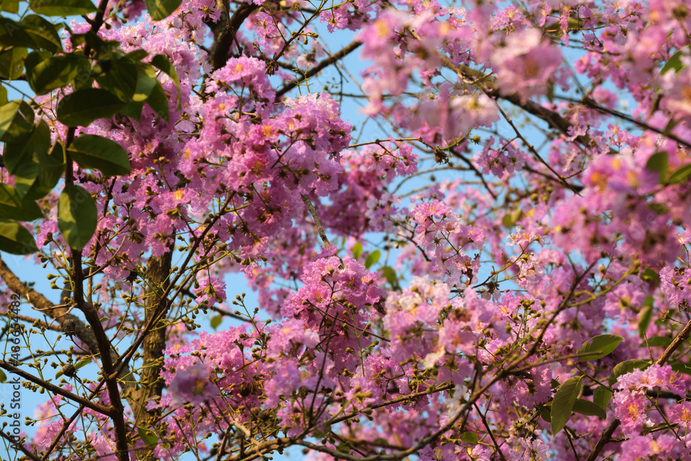 Beautiful purple flowers blossom in summer time Beautiful purple flowers blossom in summer time