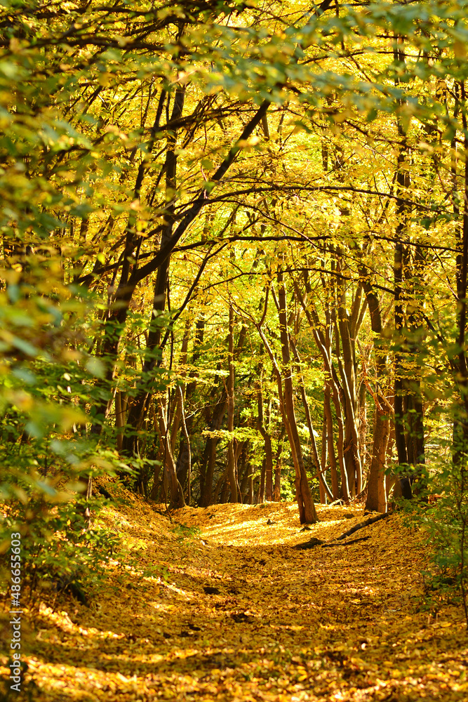 Fototapeta premium autumn in the forest