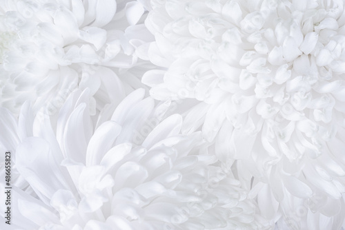 Close-up photo of white chrysanthemum bouquet. Abstract floral background
