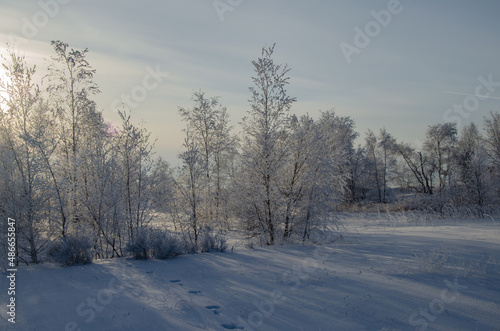 Trees in frost under the rays of the setting sun.