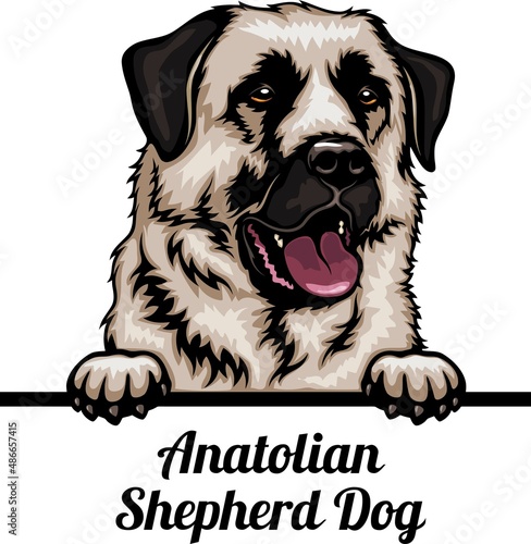 Anatolian Shepherd Dog - Color Peeking Dogs - dog breed. Color image of a dogs head isolated on a white background