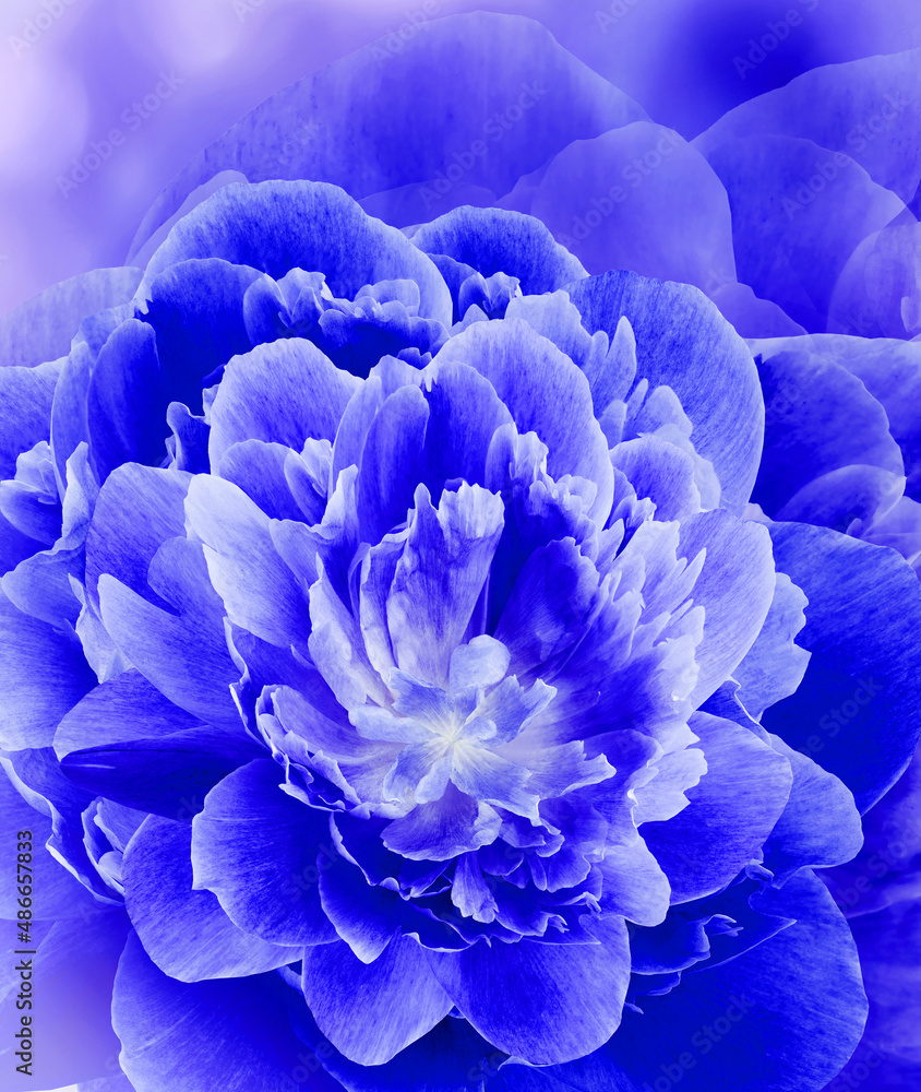 Floral blue background. Flowers and petals of rose and peony. . Close-up. Nature. Floral blue background. Flowers and petals of rose and peony. . Close-up. Nature.
