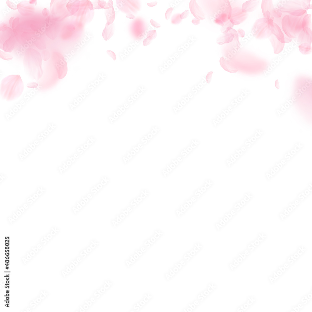 Sakura petals falling down. Romantic pink flowers gradient. Flying petals on white square background. Love, romance concept. Alive wedding invitation.