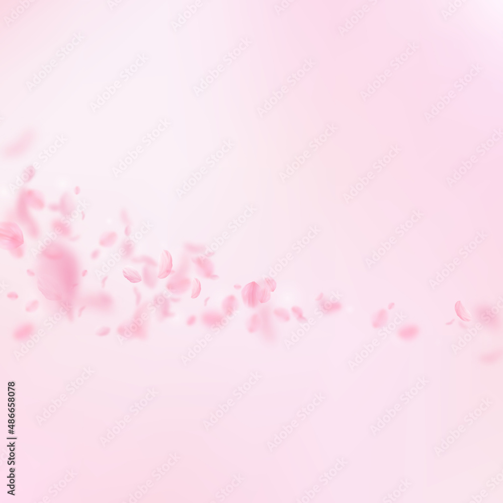 Sakura petals falling down. Romantic pink flowers comet. Flying petals on pink square background. Love, romance concept. Radiant wedding invitation.