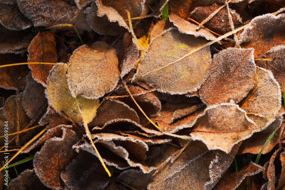 Yellow autumn leaves with frost.