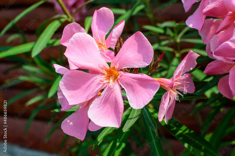 Close up of delicate pink flowers of Nerium oleander and green leaves in a exotic garden in a sunny summer day, beautiful outdoor floral background photographed with soft focus. Close up of delicate pink flowers of Nerium oleander and green leaves in a exotic garden in a sunny summer day, beautiful outdoor floral background photographed with soft focus.