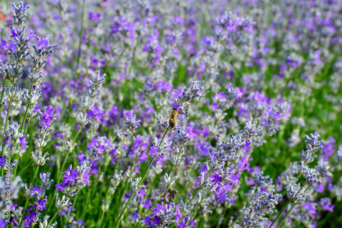 Many small blue lavender flowers in a garden in a sunny summer day photographed with selective focus  beautiful outdoor floral background.