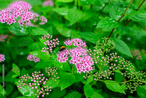 Close up of large branch with delicate pink flowers of Spiraea nipponica genpei shrub in full bloom and a small Green June Bug, beautiful outdoor floral background of a decorative plant.