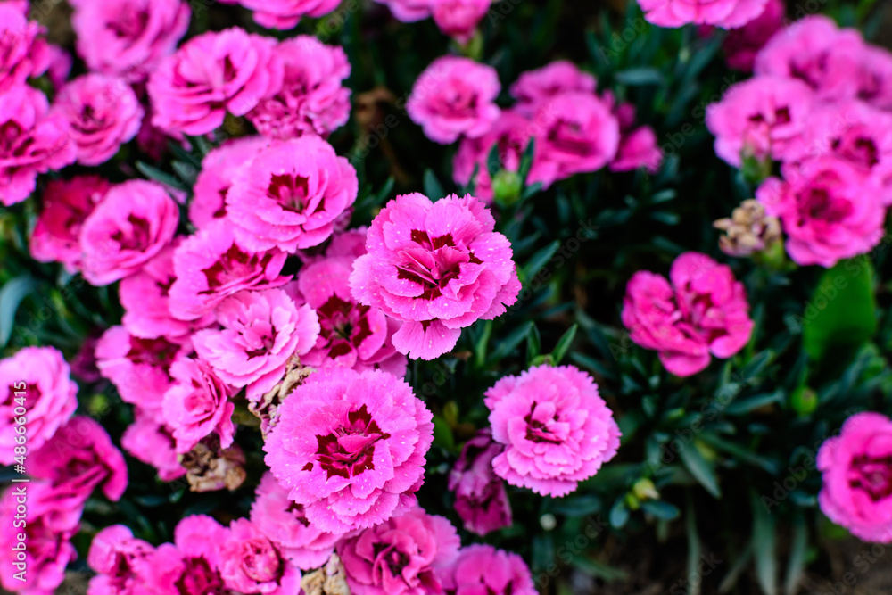 Close up small delicate vivid pink carnation flowers (Dianthus caryophyllus) on a raw wooden table in a sunny summer day, beautiful outdoor floral background photographed with soft focus. Close up small delicate vivid pink carnation flowers (Dianthus caryophyllus) on a raw wooden table in a sunny summer day, beautiful outdoor floral background photographed with soft focus.