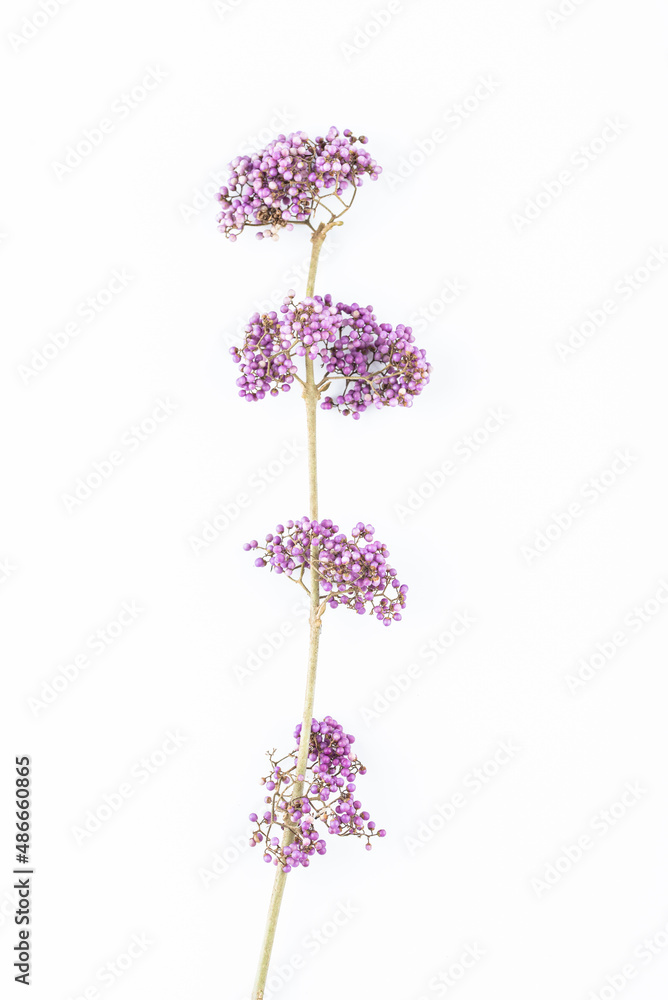Obraz premium A purple bead on a white background