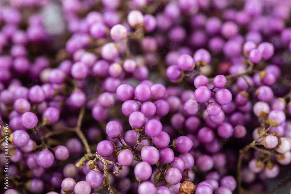 Beautiful purple pearl fruit background Beautiful purple pearl fruit background