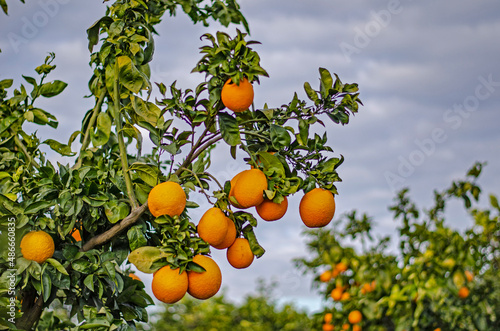 Close up of ripe oranges on branch