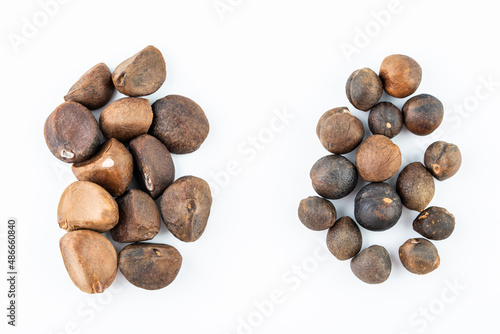 Comparison chart of large-seed camellia seeds and small-seed camellia seeds