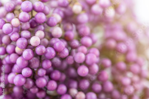 Beautiful purple pearl fruit background