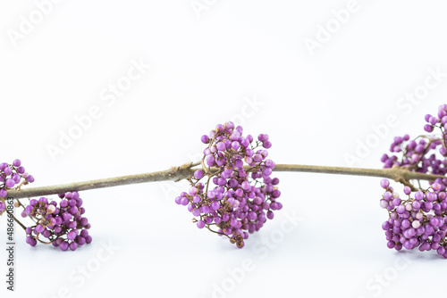 A purple bead on a white background