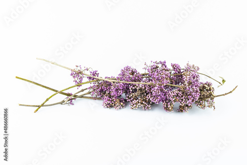 A purple bead on a white background