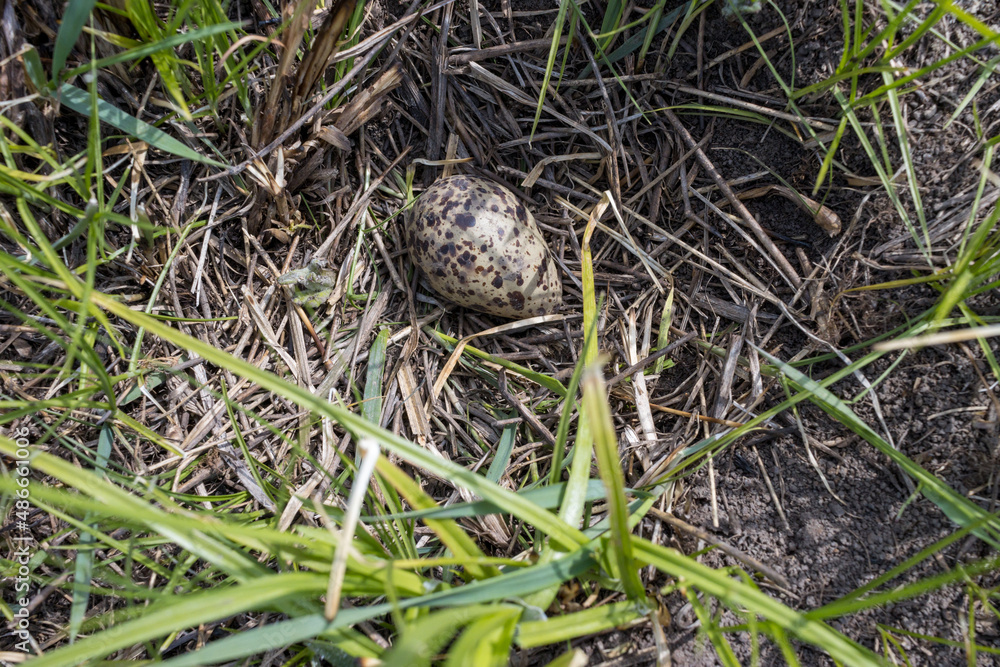 Tringa totanus. The nest of the Redshank in nature. Tringa totanus. The nest of the Redshank in nature.