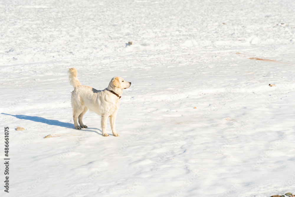 dogs playing in snow dogs playing in snow