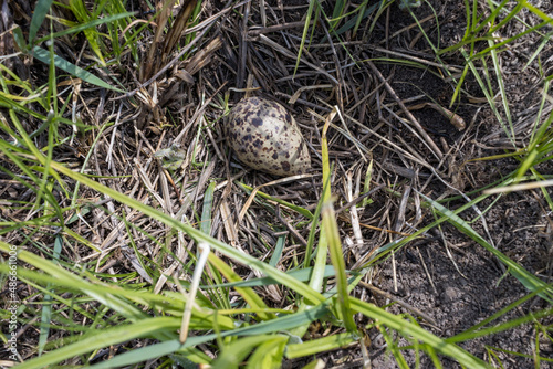 Tringa totanus. The nest of the Redshank in nature.