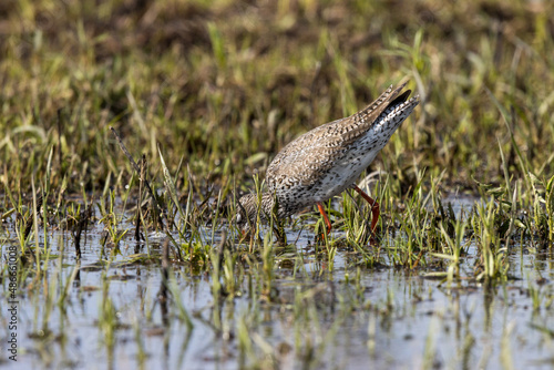 Redshank  Tringa totanus .