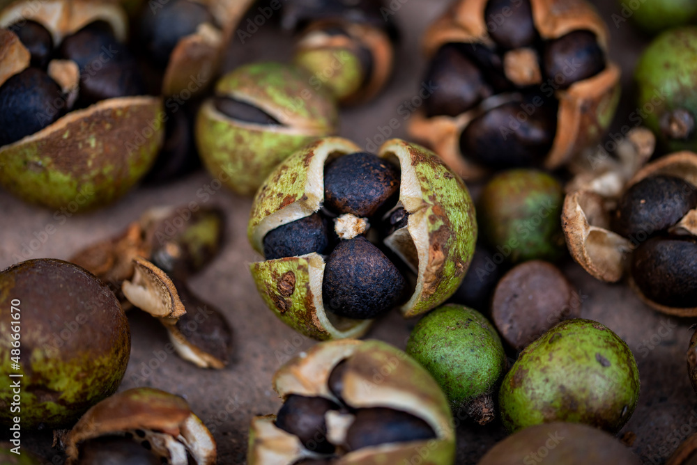 The camellia fruit harvested in autumn, the camellia fruit that is sun-dried The camellia fruit harvested in autumn, the camellia fruit that is sun-dried