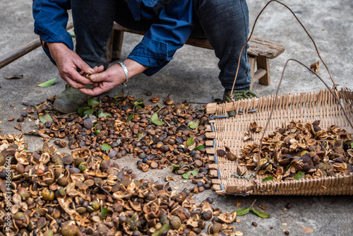 Farmer hands peeling camellia seeds