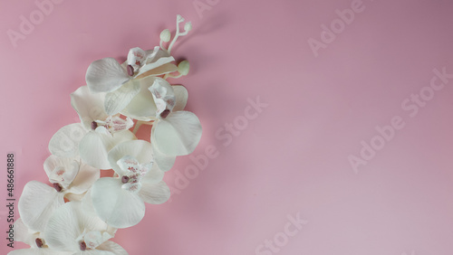 Fototapeta Naklejka Na Ścianę i Meble -  beautiful white flowers on pink background. Holidays concept. Mothers day greeting card. Spring, flowering, summer flowers. Copy space