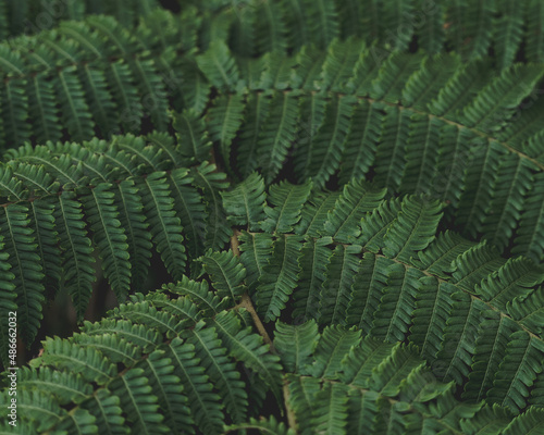 fern leaves