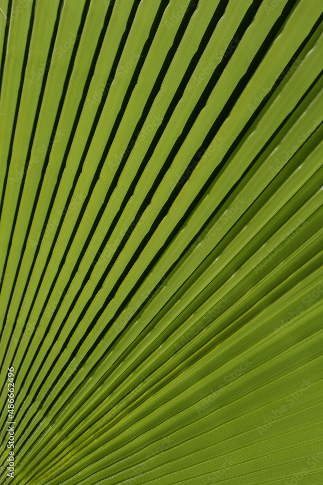 Obraz premium Tropical green background. Tropical leaf texture, palm foliage nature green background.