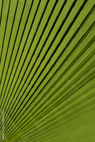 Tropical green background. Tropical leaf texture  palm foliage nature green background.