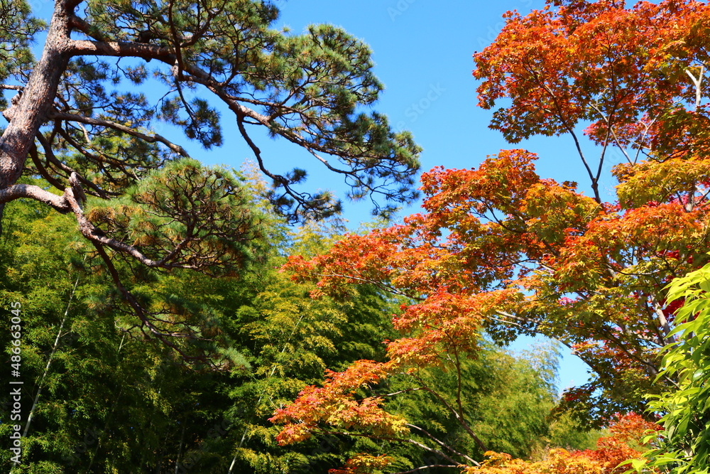 緑の松と紅葉。昭和記念公園にて。 緑の松と紅葉。昭和記念公園にて。