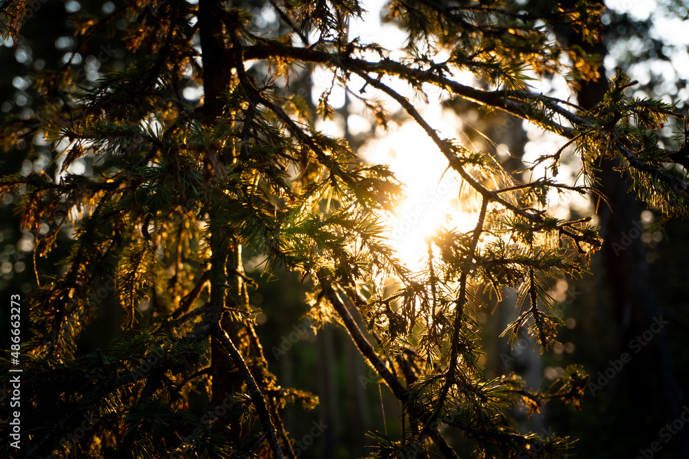 Naklejka premium sunrise in the forest