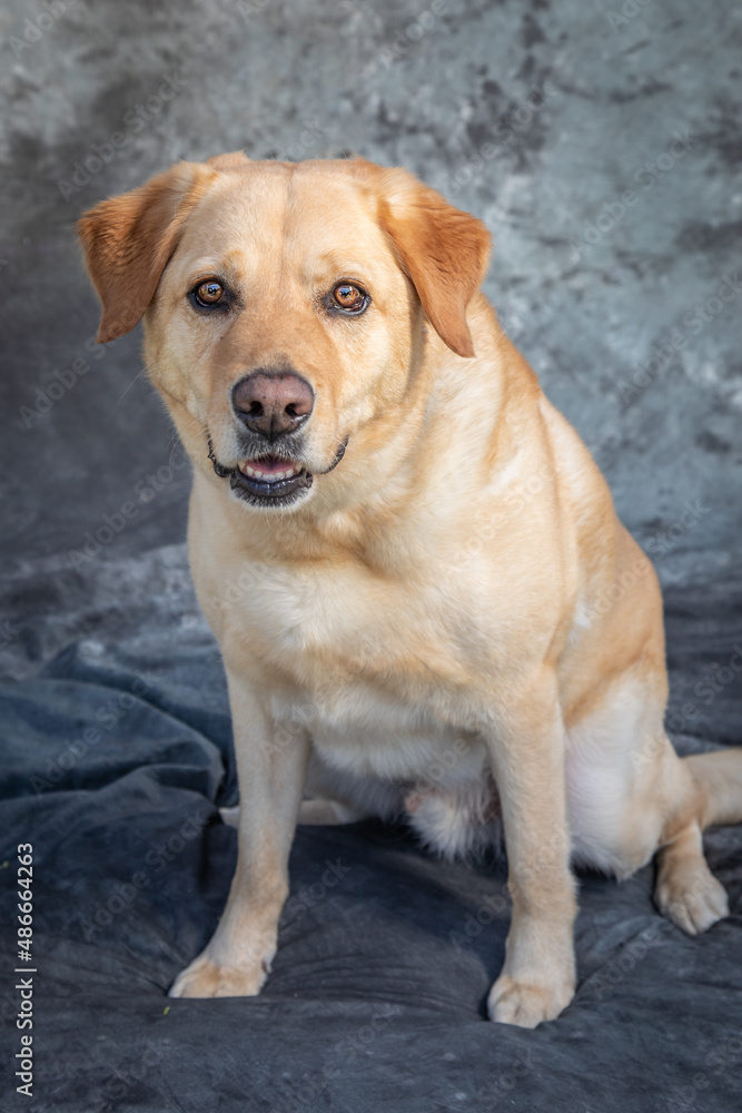 Labrador Retriever sits on floor in a studio with grey background Labrador Retriever sits on floor in a studio with grey background