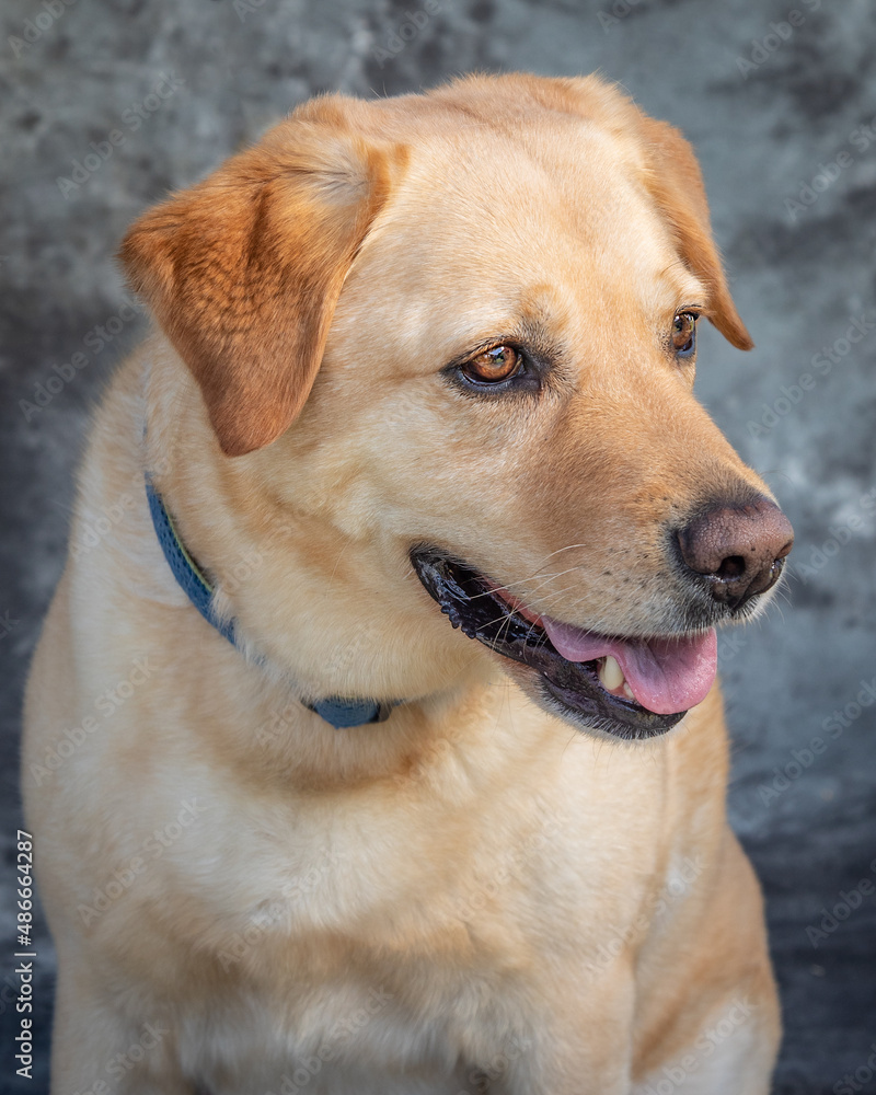 Labrador Retriever sits on floor in a studio with grey background Labrador Retriever sits on floor in a studio with grey background