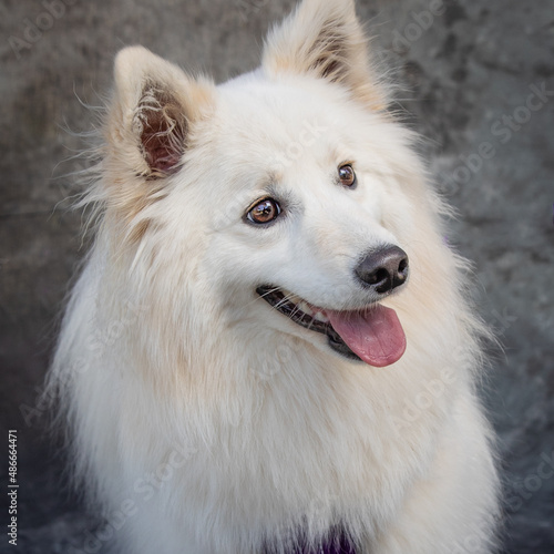 American Eskimo Dog sits on floor in a studio with grey background