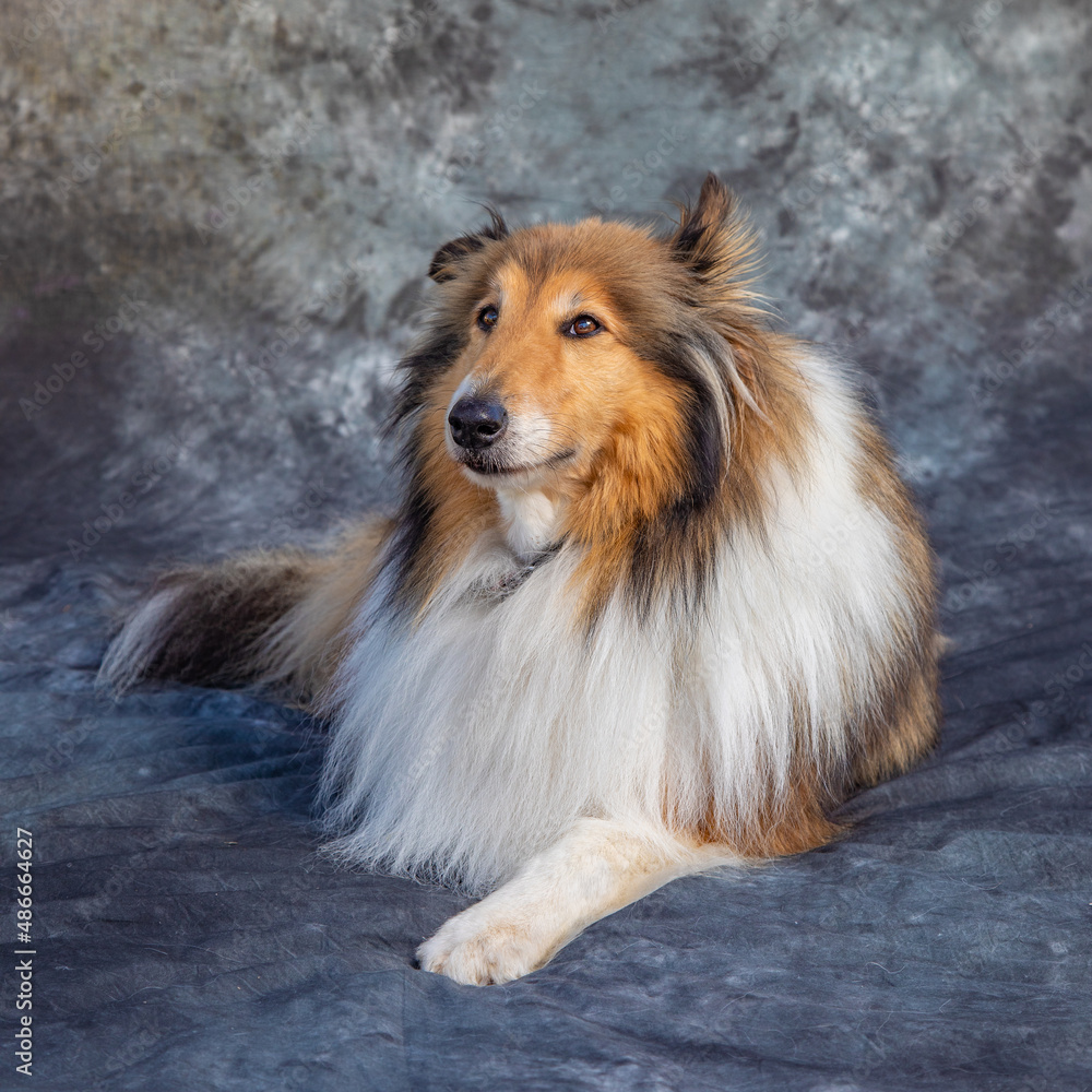 Rough Collie sits on floor in a studio with grey background Rough Collie sits on floor in a studio with grey background